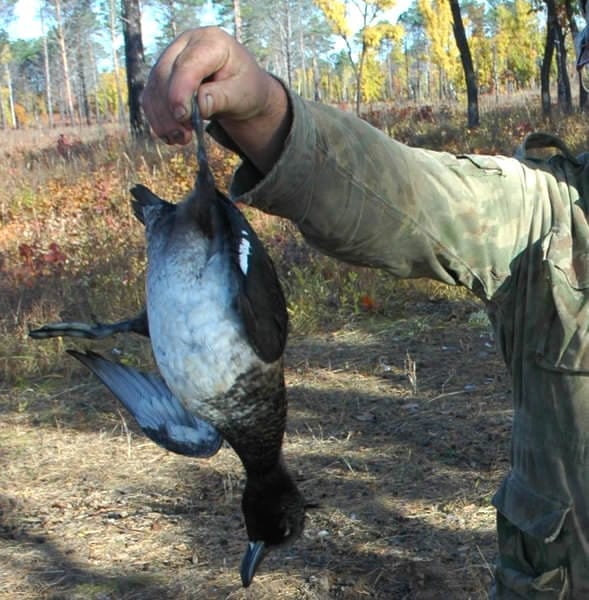 Охота на гусей и уток в Амурской области откроется с середины апреля