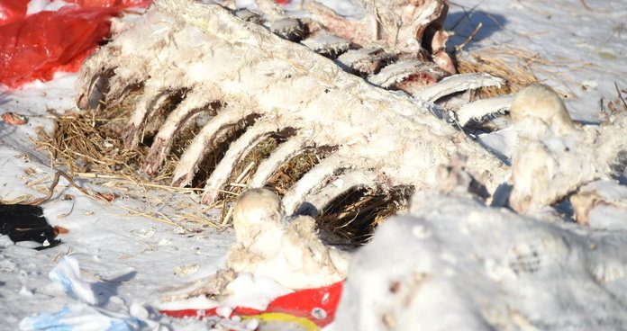 Свободненцы бьют тревогу из-за стихийных свалок с останками животных вокруг сёл